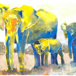 Elephants5